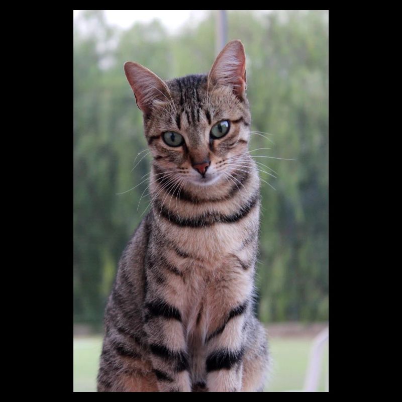 Katze Katze süßes Kätzchen