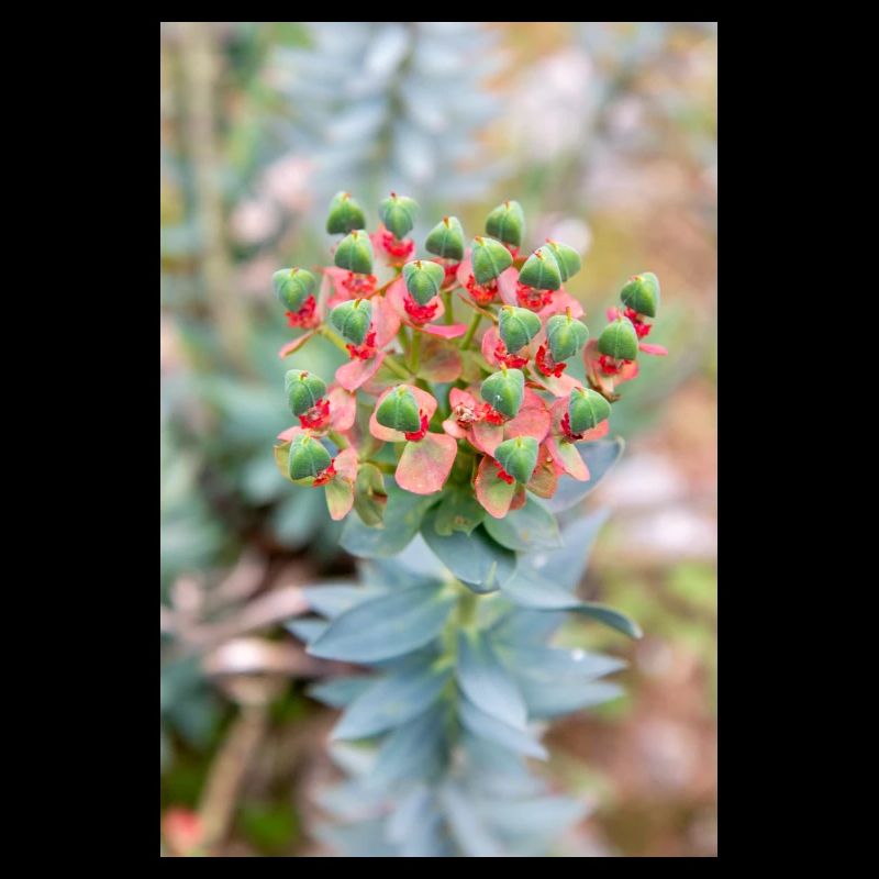 fleur colorée Wolfsmilch (Euphorbia) en fleurs