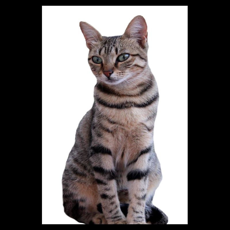 Chat chat noir chaton