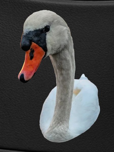 Staring Swan