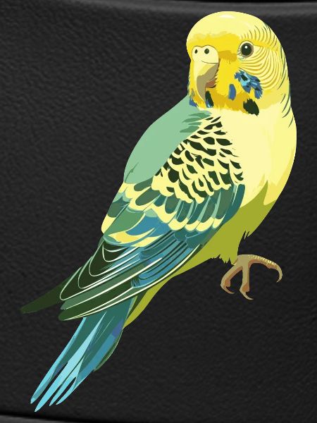 Budgerigar