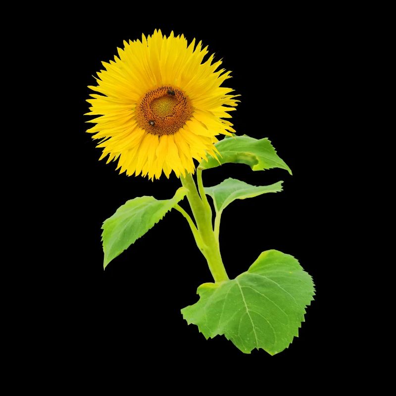 Fleurs jaunes de tournesol vibrantes Fin de l’été