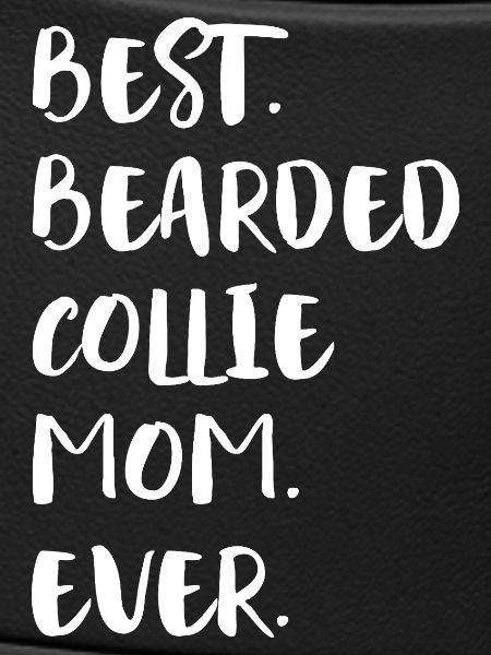 Bearded Collie