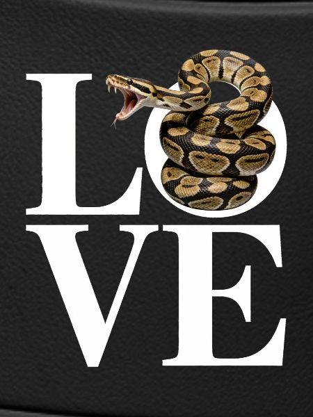 Königspython Schlangen LOVE Terrarium Python