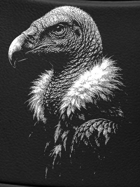 Vulture
