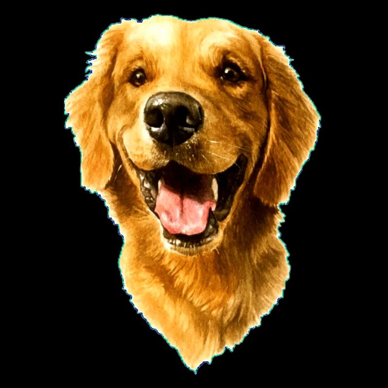 Golden Retriver