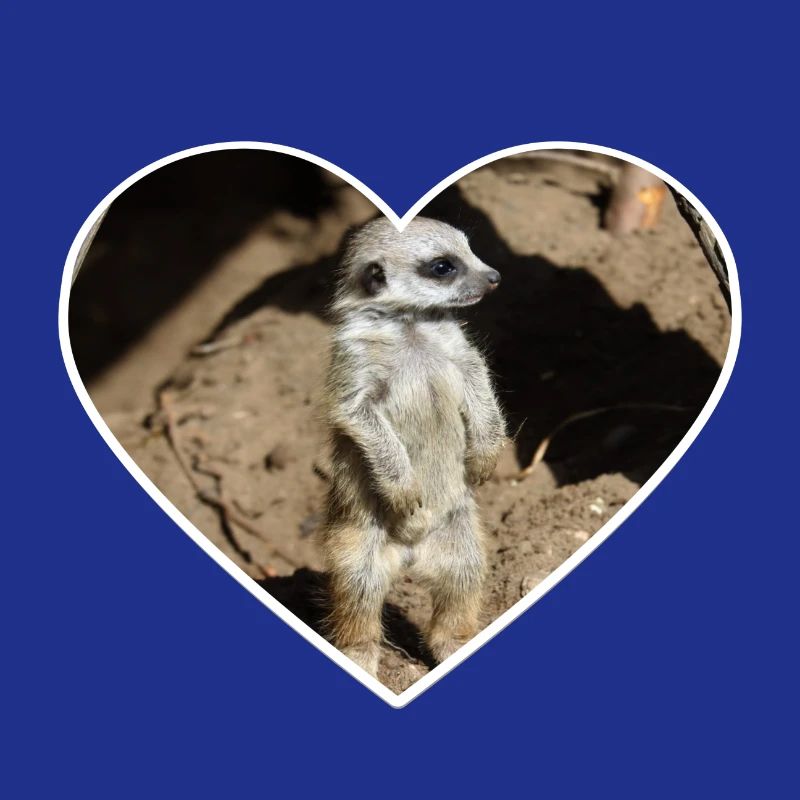 Suricate mignon