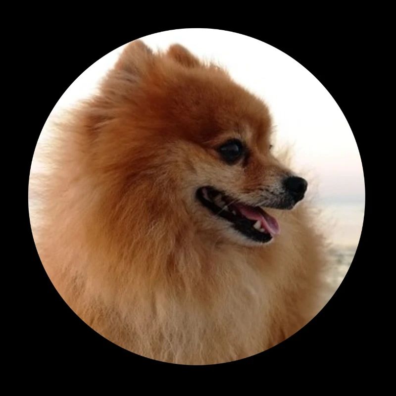 Pomeranian