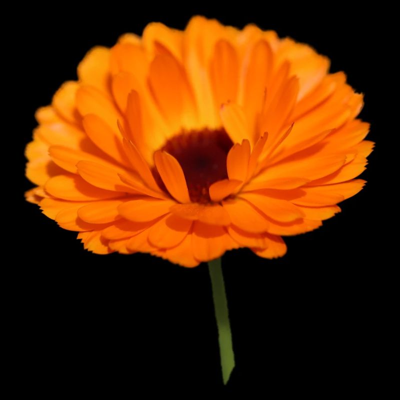 Calendula souci fleur d’oranger calendula