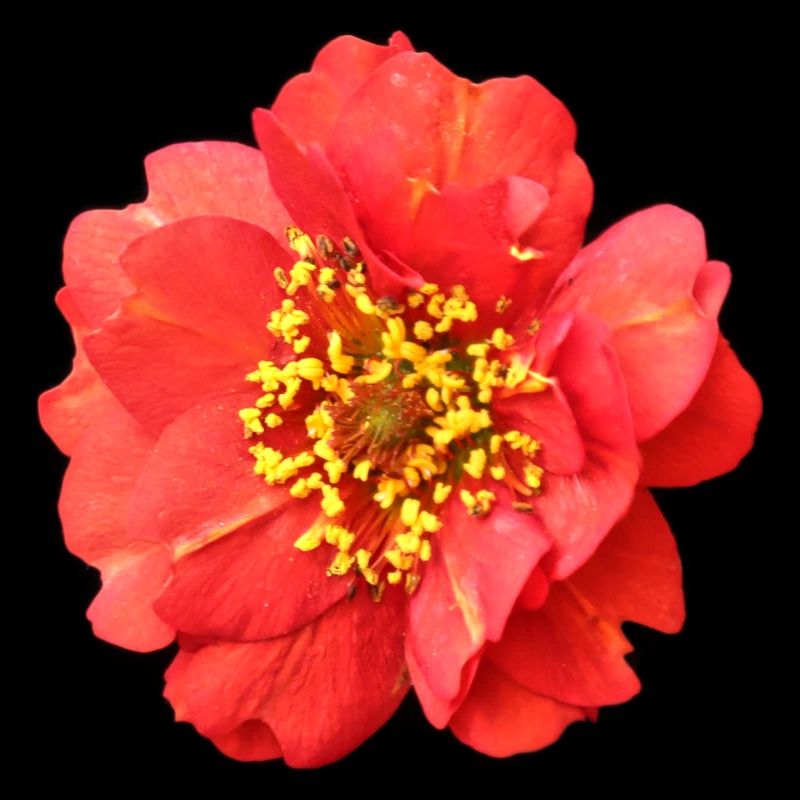 fleur rouge rose