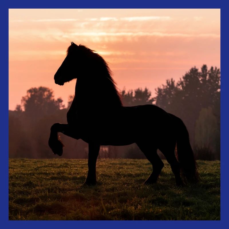 Friesian Morning