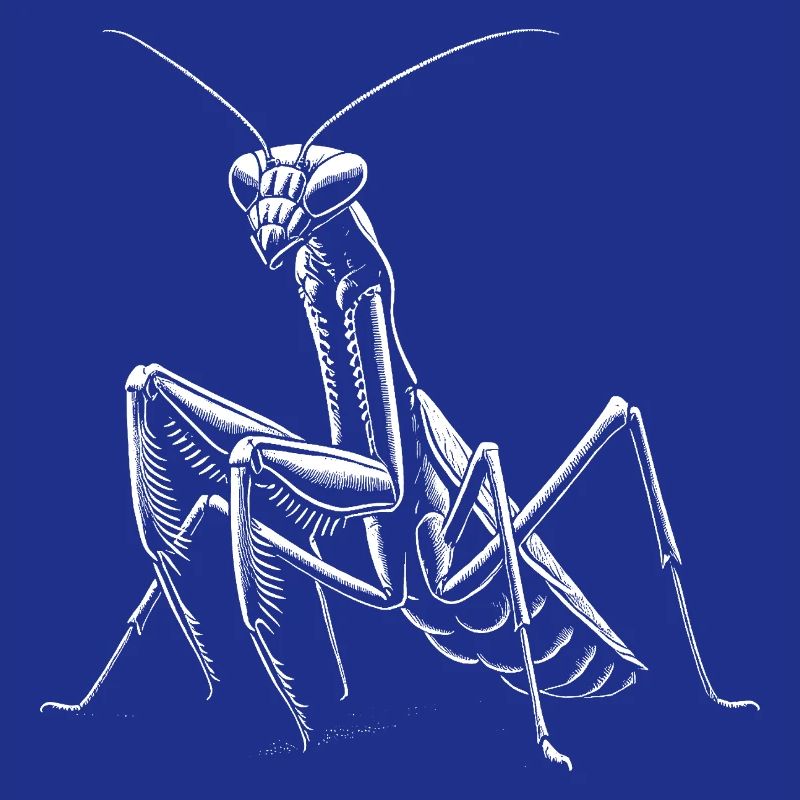 Mantis