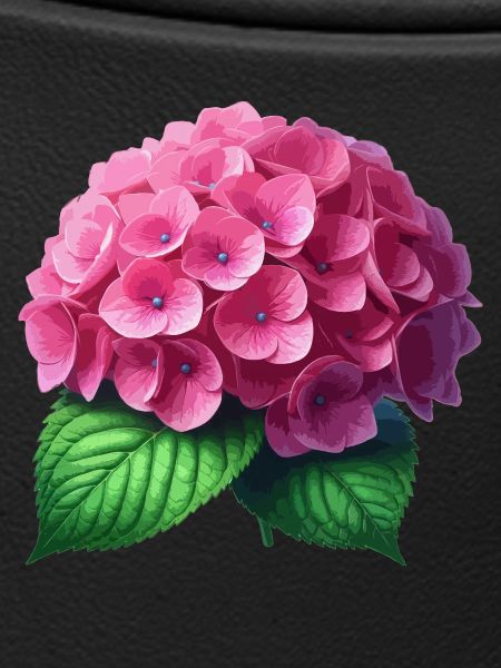 Hydrangea pink