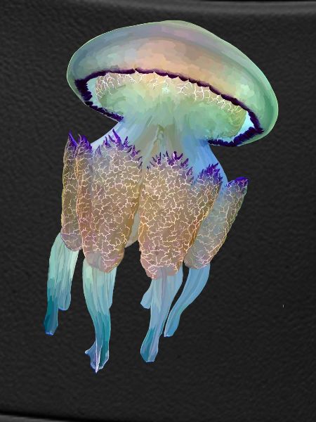 Jellyfish