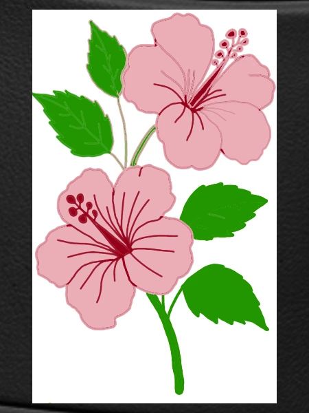 hibiscus
