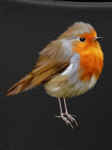 Rotkehlchen Robin
