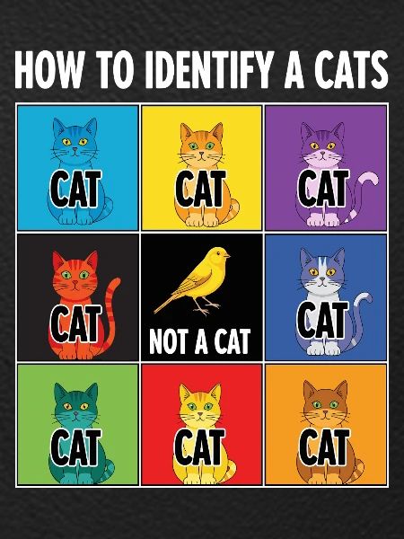 Cat Identification Guide