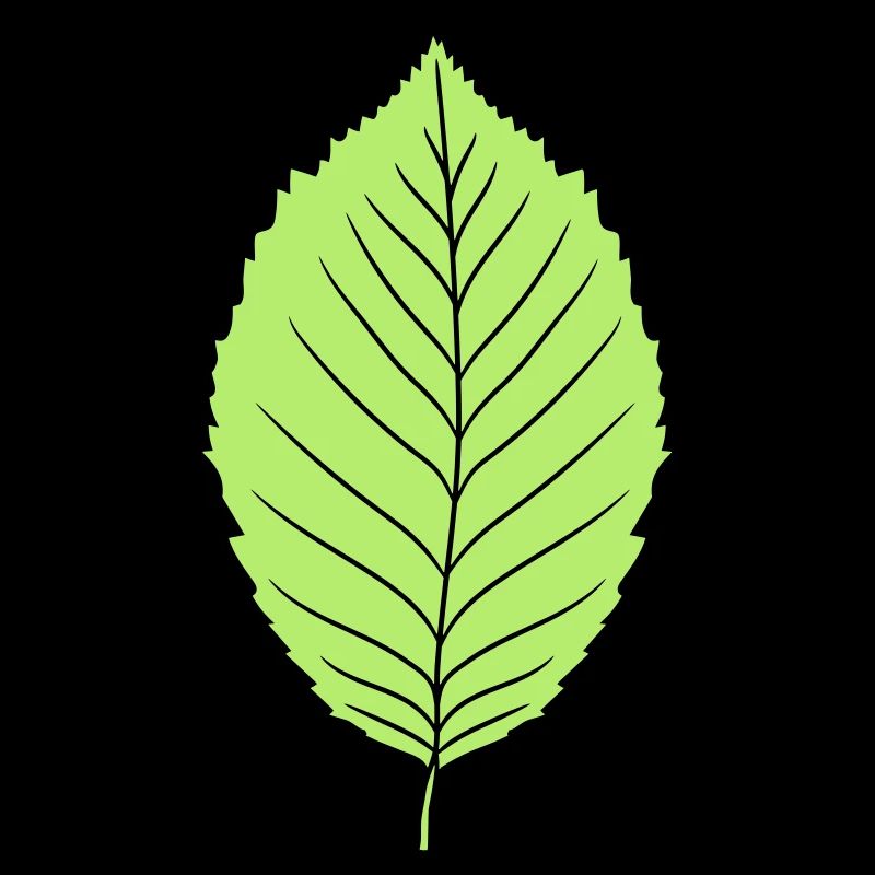 buche blatt baum pflanze form clipart design wald