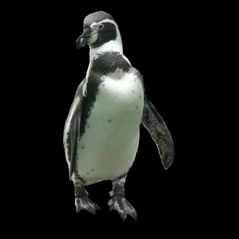 penguin