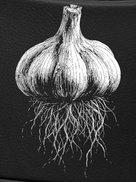 Knoblauch