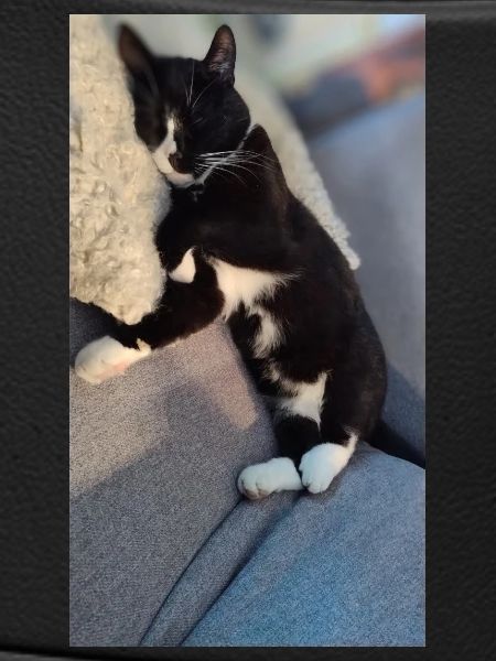 TUXEDO CAT SLEEPING
