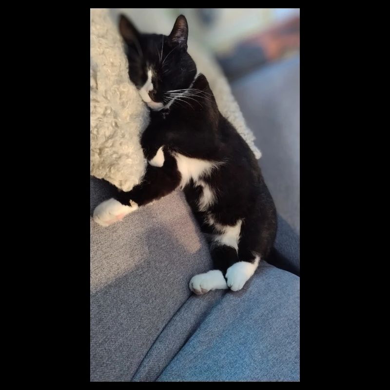 TUXEDO CAT SLEEPING