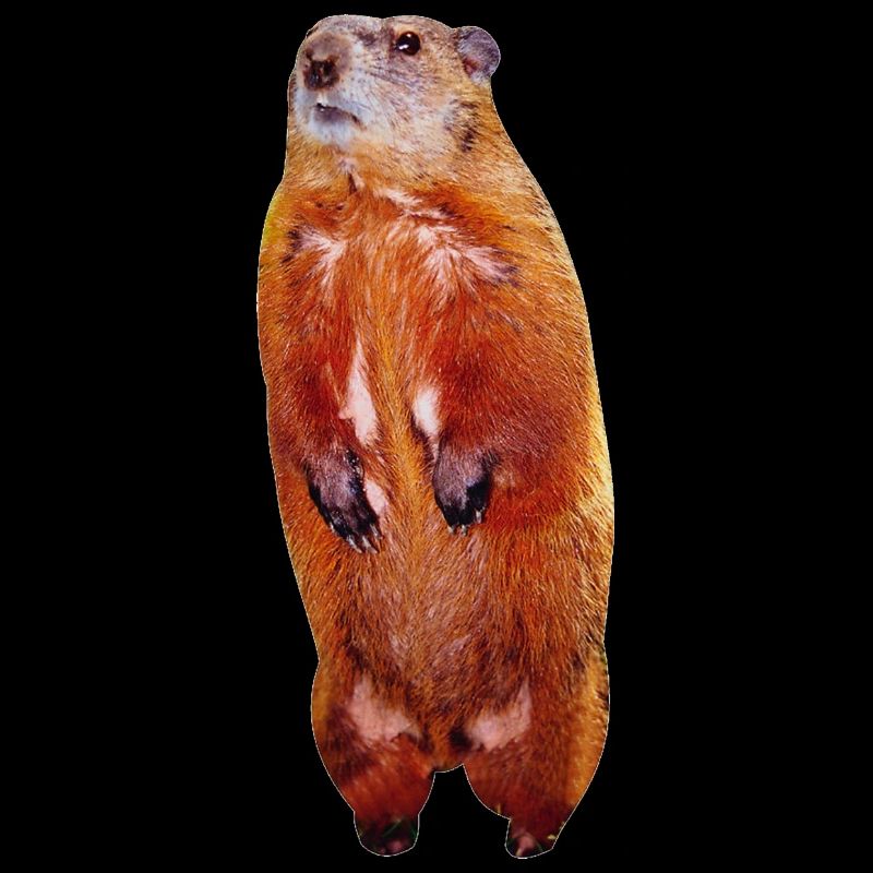 Beaver
