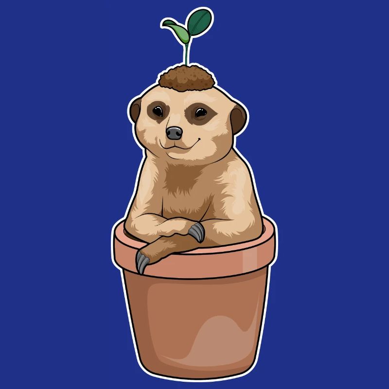 Semis de suricate