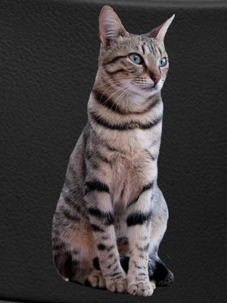 Chat
