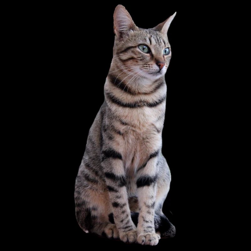 Katze Katzen Kätzchen Katzenshirt Geschenk