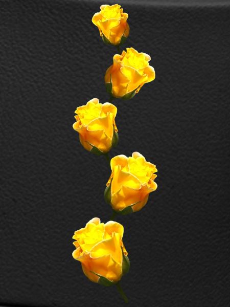 yellow roses