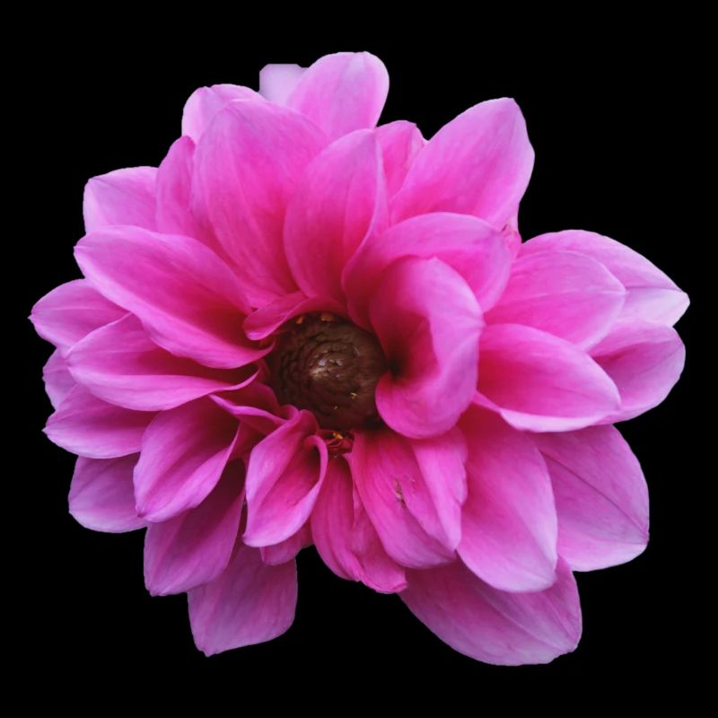 Fleur Rose Rose Fleur Fleurs Rose Rose Fleurs