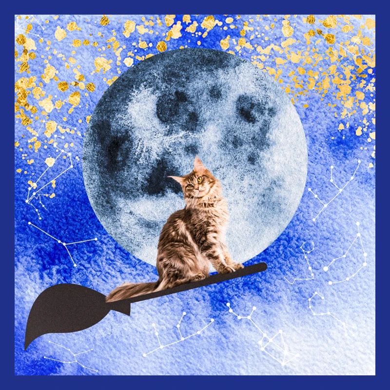 Chat sorcier