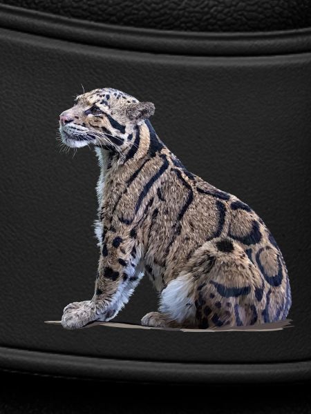 Clouded leopard