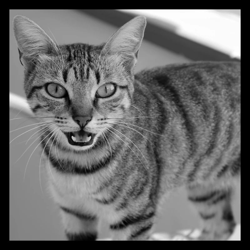 Portrait de chat blanc-noir