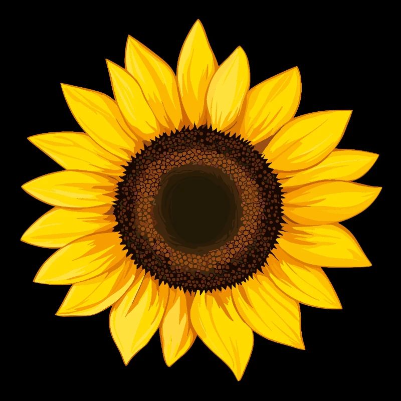 Sunflower vector illustration yellow flower