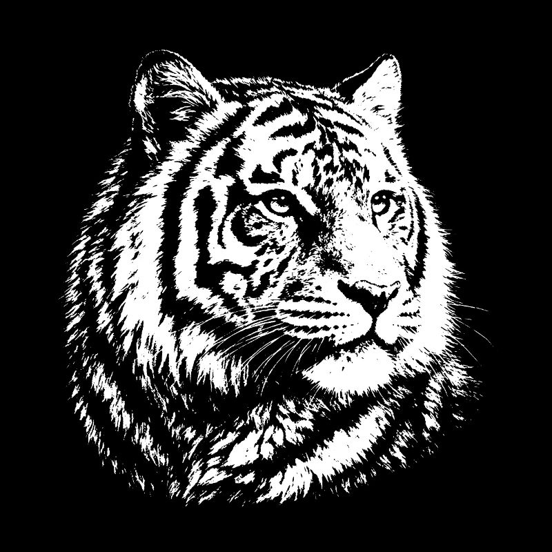 Tiger contrast portrait
