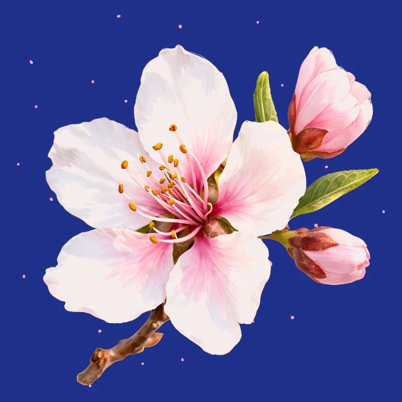 Fleurs d’amandier, fleur rose de printemps, fleur de printemps