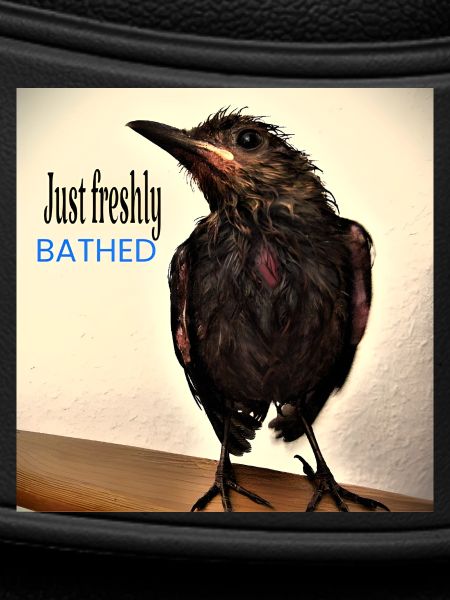 Just freshly bathed