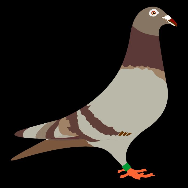 Brieftaube rotbraun