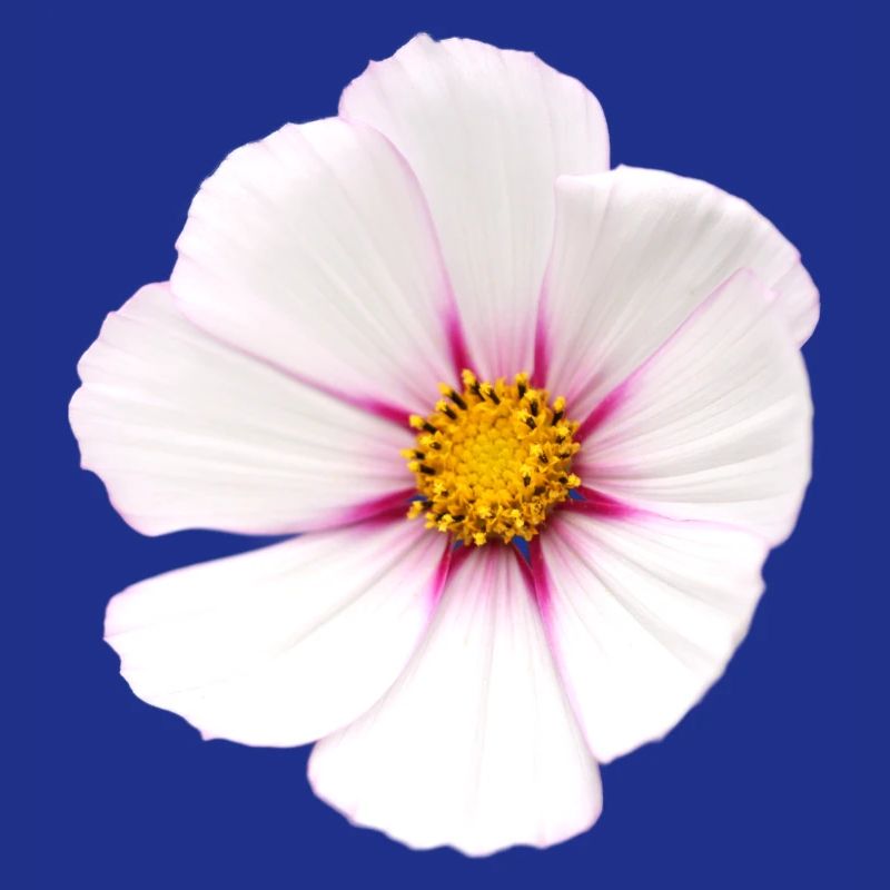 Fleur blanche Cosmea