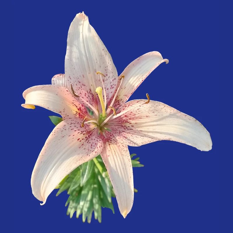 LYS ROSE
