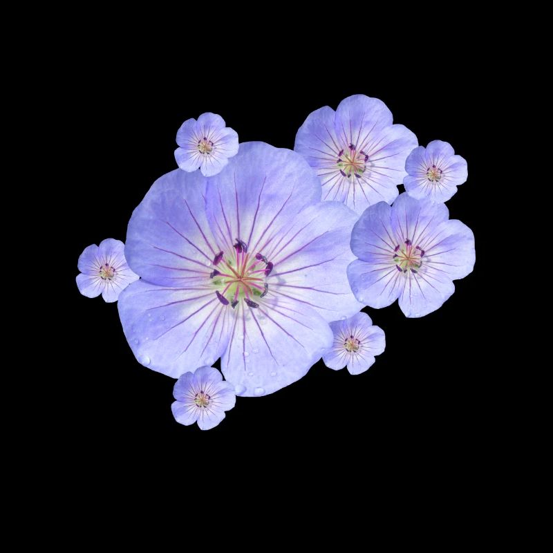 merveilleuses fleurs bleues, fleurs, nature, jardin