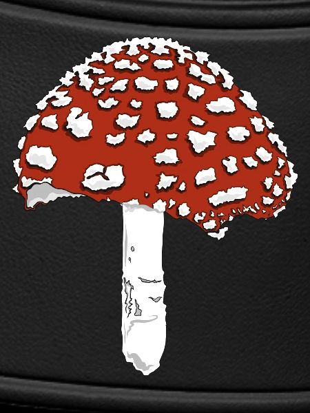 Toadstool toadstool amanita