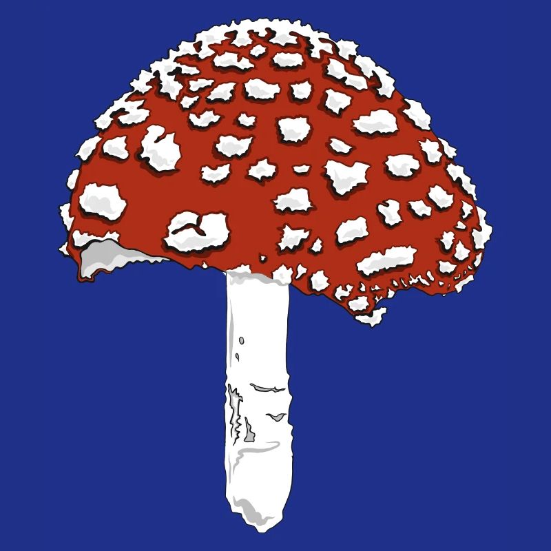 Toadstool toadstool amanita
