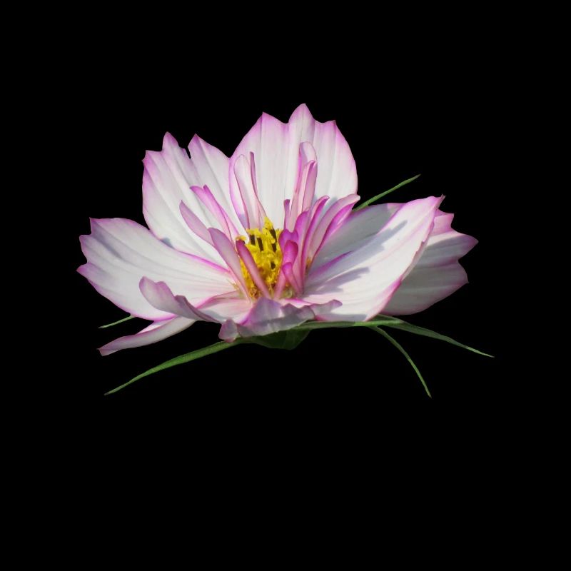 fleur magnifique en rose &blanc, fleurs, fleur