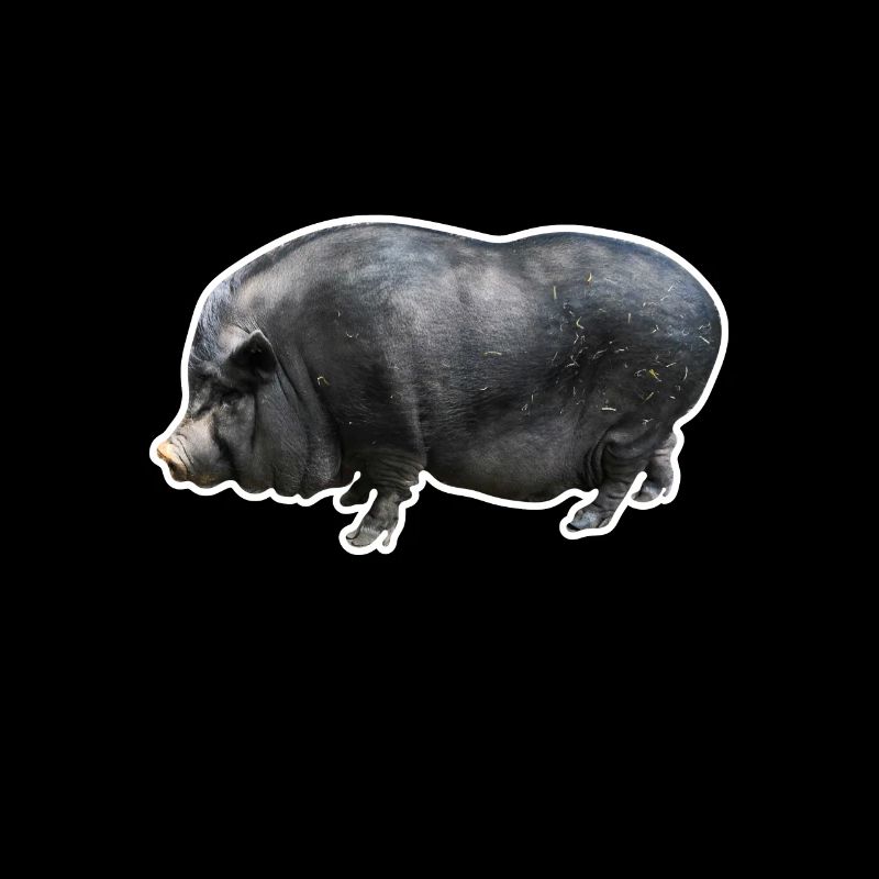 Hanging-bellyed pig pig