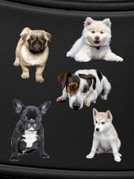 chiots mignons