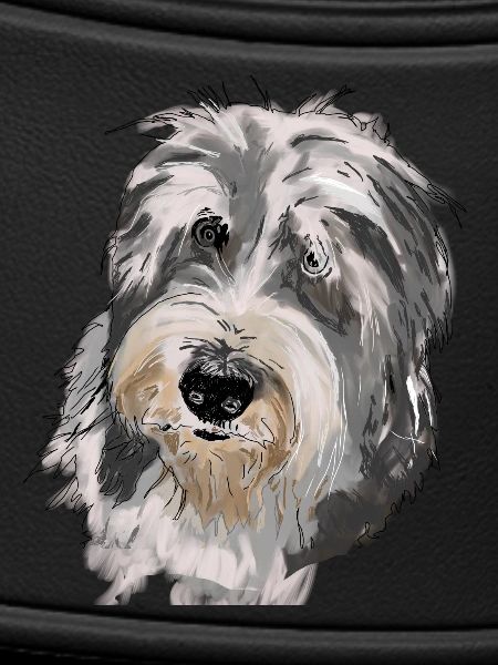 Bearded Collie
