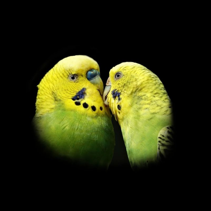 Perruches baiser oiseau design cadeau